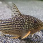 Corydoras sterbai Panzerwels