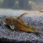 Corydoras paleatus