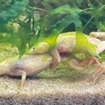 Zwergkrallenfrosch albino Paarung