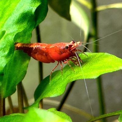 Neocaridina davidi Red Sakura